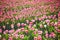 Scenic view of blooming tulip fields in Zuid-Holland, Netherlands