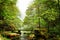 Scenic view of bridge over river among beautiful green woods