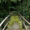 scenic view of bridge and various trees with green foliage,