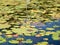 Scenic view of a cluster of vibrant lily pads on a pond