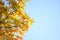 Scenic view of colorful Fullmoon Maple leaves in Japan on a sunny day