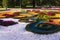 Scenic View of Colourful Flowerbeds and a Winding Grass Lawn Pathway in a Garden