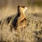 Scenic view of a crested caracara under the sunlight found in nature