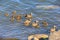 A scenic view of cute ducklings with their mother along Scottish rocky coast