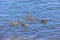 A scenic view of cute ducklings with their mother along Scottish rocky coast