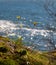 Scenic view of dandelions on a cliff with a beautiful blue sea in background. Autumn season