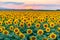 Scenic view of dense bright sunflowers growing in the field under the sunset sky