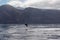 Scenic view on dorsal fin of bottlenose dolphin sticking out of water near cliff Los Gigantes, Santiago del Teide, Tenerife