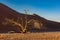 Scenic view of a dried leafless crooked tree in a desert at golden hour in Deadvlei, Namibia