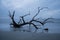 Scenic view of driftwoods in the seashore against a cloudy blue sky.
