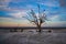 Scenic view of driftwoods in the seashore against a cloudy blue sky at sunset.