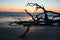 Scenic view of driftwoods in the seashore at sunset.