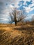 Scenic view of a dry willow in a parched swamp with a fallen reed in autumn during a sunny day with fluttering clouds in the sky