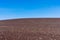 Scenic view of dwarf buckwheat plant growing on cinder slope