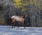 Scenic view of an elk walking on the road in the town of Canmore, Canada