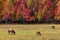 Scenic view of elks grazing in an evergreen field surrounded by beautiful autumn trees