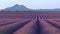 Scenic view of endless fields of lavender in