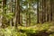 Scenic view of a fabulus forest in National Park Durmitor on autumn day. Hiking and travel