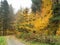 Scenic view of fall trees and winding laneway