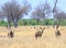 Scenic view of a family of Greater Kudu on the african plains with the young female looking straight into camera