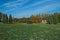 Scenic view of field with christmas tree, sea buckthorn, and Cone-bearing trees