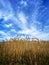 Scenic view of a field of wheat under a cloudy sky