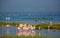 Scenic view of flamingoes at Lake Nakuru in Kenya