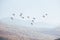 Scenic view of a flock of ducks flying high up in a cloudy sky