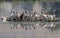 Scenic view of a flock of Great white pelicans standing on a  surface that's floating on the water