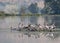 Scenic view of a flock of Great white pelicans standing on a  surface that& x27;s floating on the water