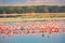 Scenic view of a flock of lesser flamingos against the background of Safari vehicles at Amboseli National Park in Kenya