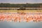 Scenic view of a flock of lesser flamingos against the background of Safari vehicles at Amboseli National Park in Kenya