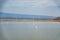 Scenic view of a flock of lesser flamingos  at Amboseli National Park in Kenya