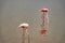 Scenic view of a flock of lesser flamingos  at Amboseli National Park in Kenya