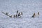 Scenic view of a flock of Neotropic cormorant birds standing on a tree branch submerged underwater