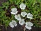 Scenic view of flowers landscape, flower closeup view