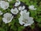 Scenic view of flowers landscape, flower closeup view