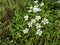 Scenic view of flowers landscape, flower closeup view