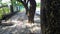 Scenic view of footpath with bark of trees