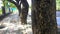 Scenic view of footpath with bark of trees