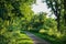 Scenic view of forest in rural Germany with empty pathway with trees foliage and bright summer sky background