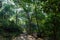 scenic view of forest with various trees with green foliage, sri lanka, unawatuna