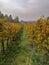 Scenic view of the freshly harvested grape fields in autumn in Friuli Venezia Giulia