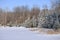 Scenic view of Frost Covered Spruce Trees