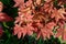 Scenic view of Fullmoon Maple leaves in a garden in Japan on a sunny day