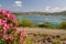 Scenic view at the Gadoura water reservoir on Rhodes island, Greece with blue and turquoise water, pink flowering shrub in the