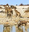 Scenic view of Giraffes, Kudu and zebra at a waterhole in Etosha