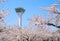 Scenic view of Goryokaku Tower in spring season with Cherry blossom.