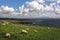 Scenic view of grazing sheep on grean meadow against cloudy sky, Dingle Peninsula, Ireland