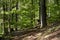 Scenic view of the green deciduous forest. Forest with beeches and oaks in the spring.